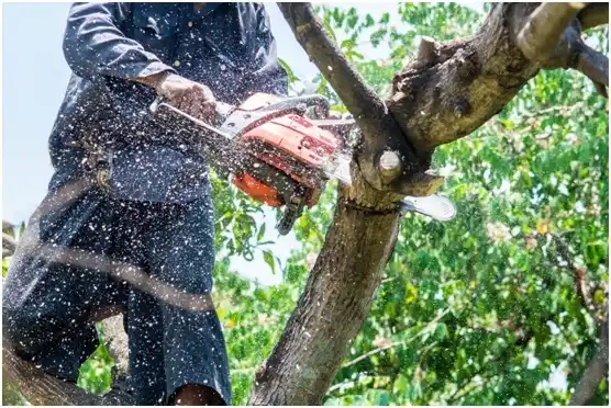 tree services Myrtle Beach